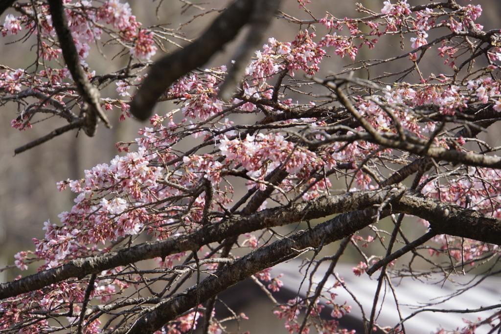 五稜郭の桜