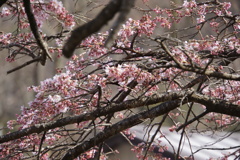 五稜郭の桜