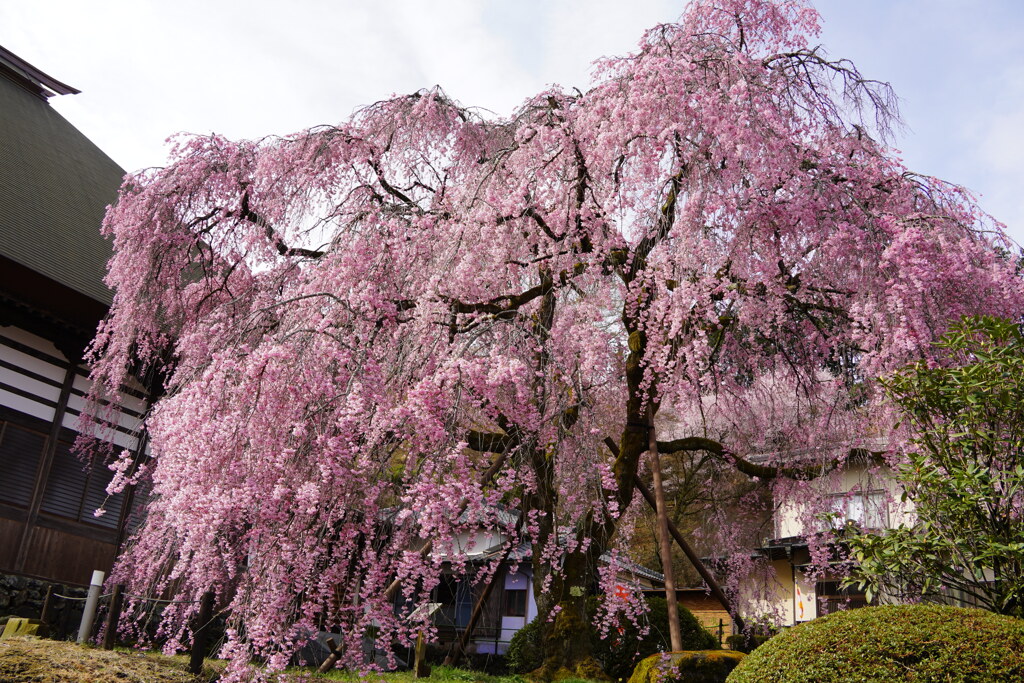 花寺宝積寺の大枝垂れ