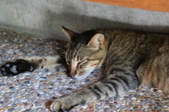 御誕生寺の猫