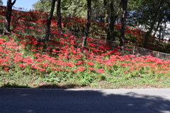 斜面いっぱい彼岸花