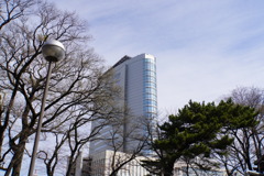松越しに見る市役所