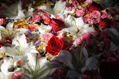 薔薇も綺麗だけどね