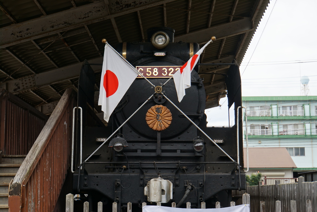 菊花展を祝って
