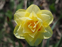 きれいに咲けました