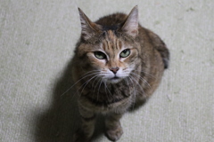 タマちゃんタマちゃん１６歳