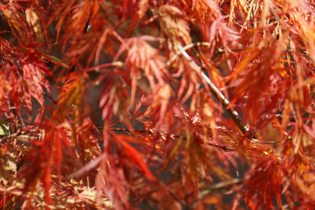 明太子じゃないよ、食べないでね