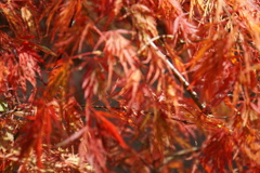 明太子じゃないよ、食べないでね