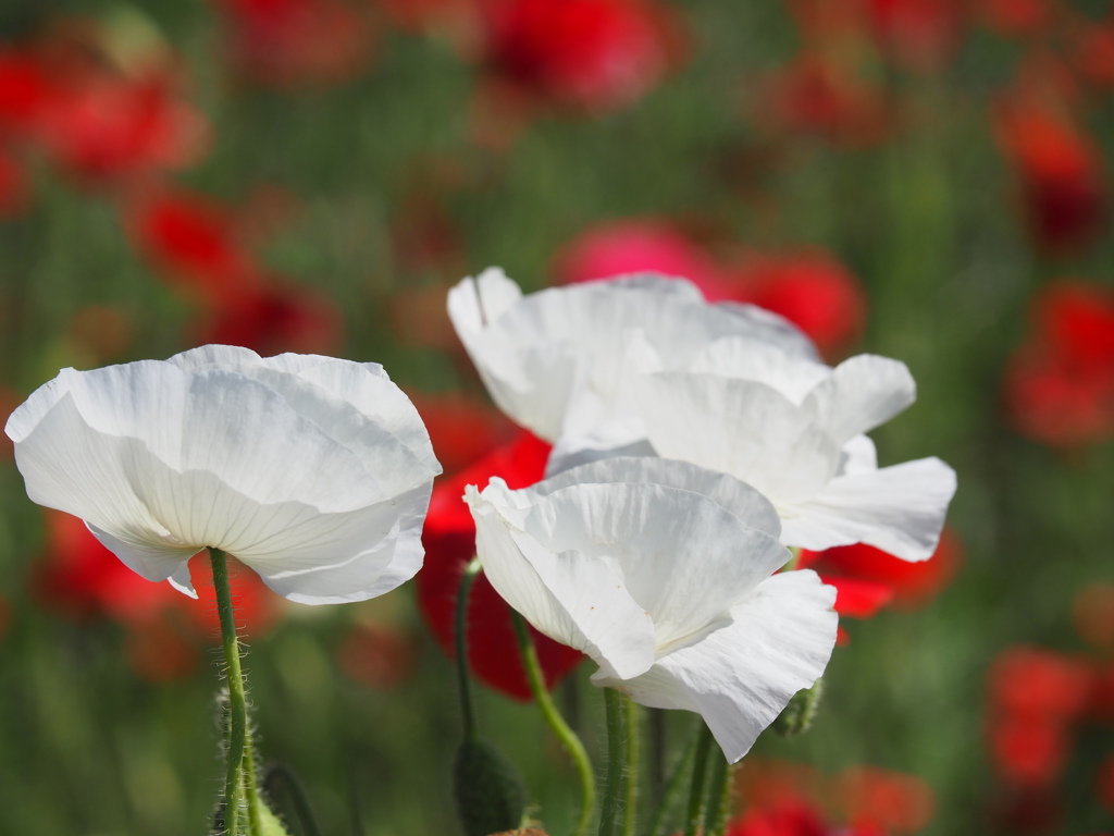 それぞれのポピーそれぞれのポピー