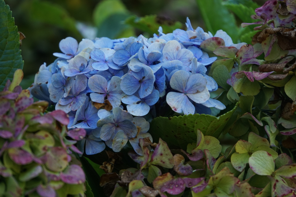 まだ残っていた紫陽花