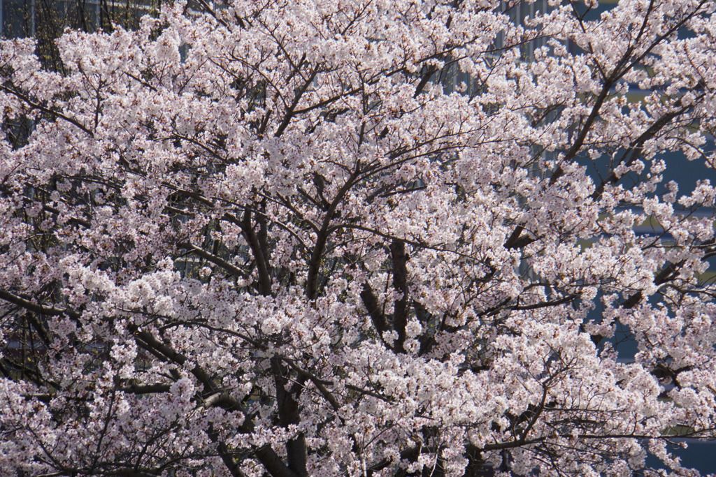大津港の桜
