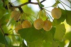 銀杏、今年は豊作