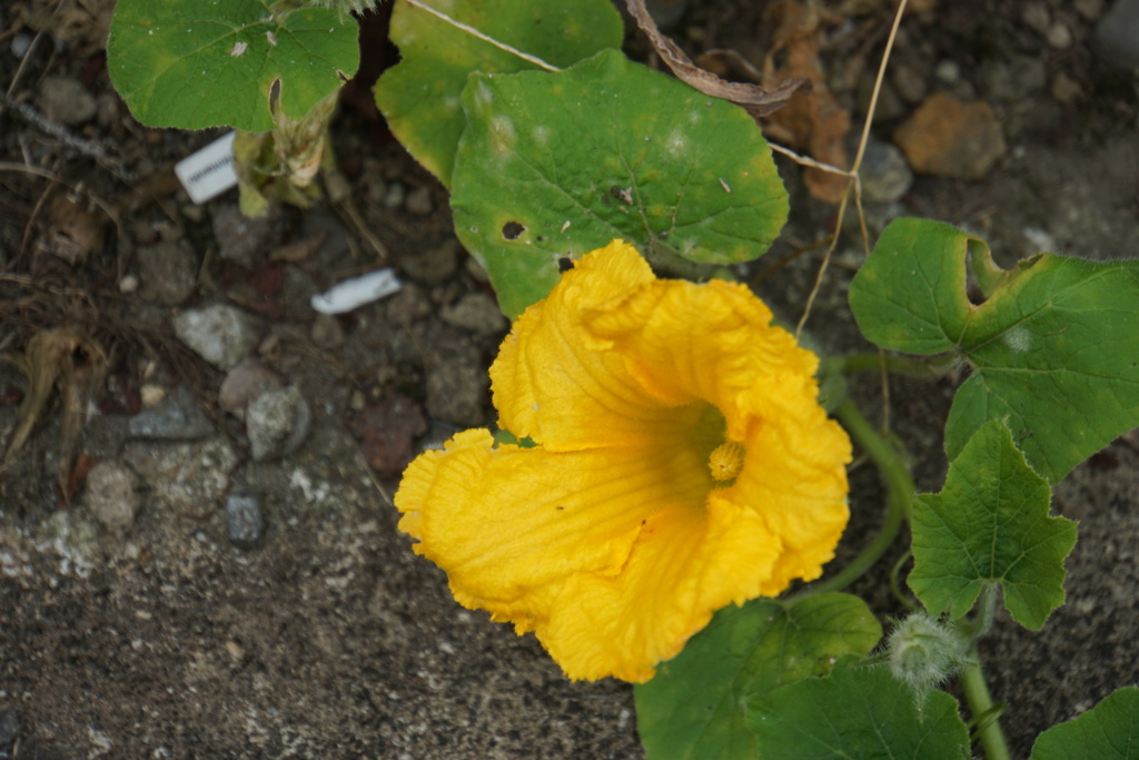 カボチャの花