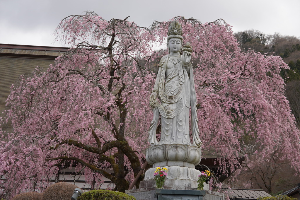 枝垂れ桜に観音様