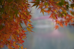碓氷湖の紅葉