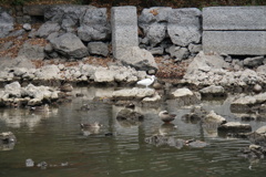 水鳥の楽園