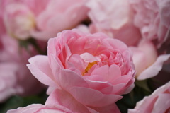 安心のピンク。