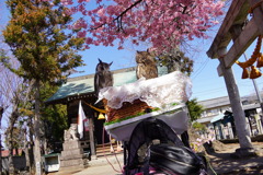 河津桜とミミズク