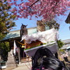 河津桜とミミズク
