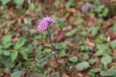 アザミ嬢のララバイ