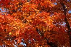 燃えるような赤