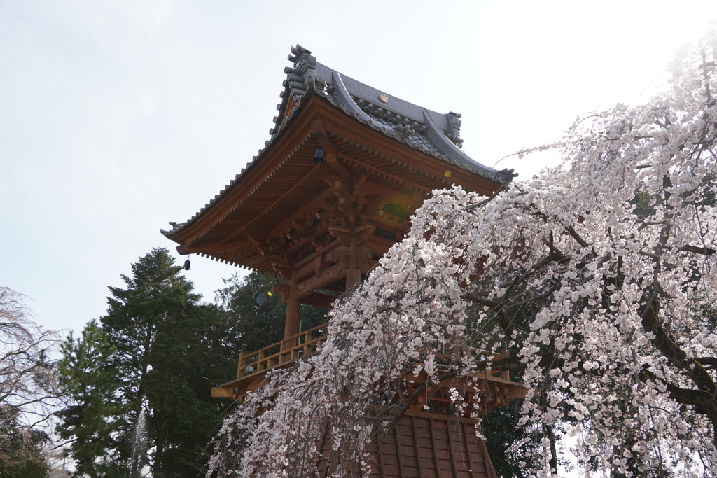 桜と鐘突き台
