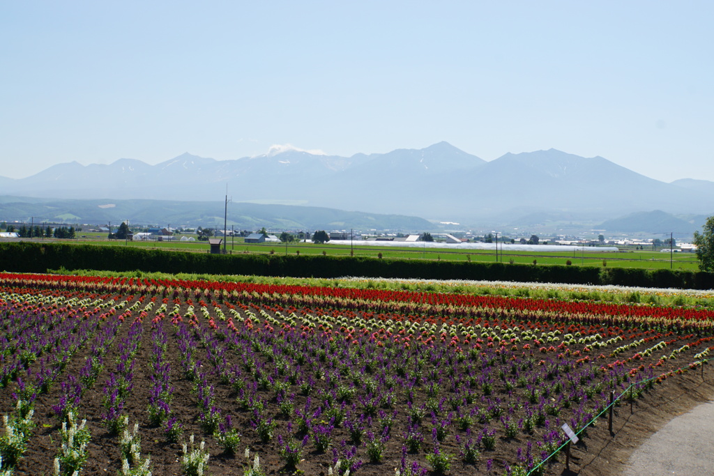 お花畑と十勝岳