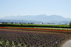 お花畑と十勝岳