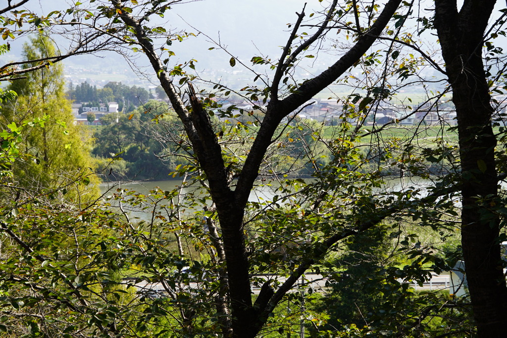木々の向こうは千曲川