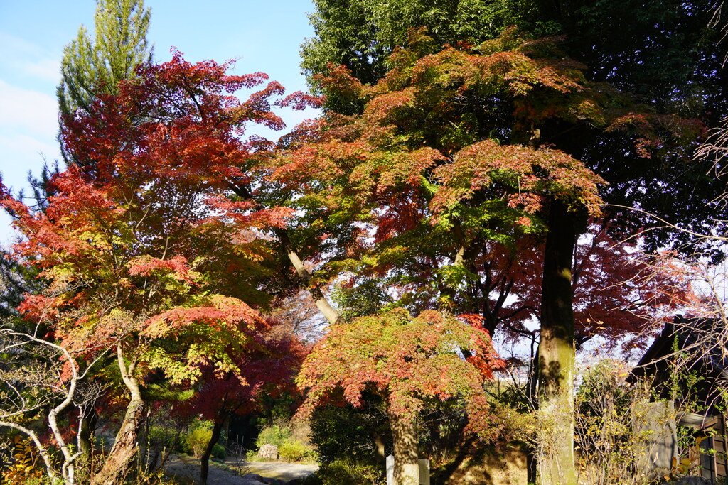 少林山の紅葉