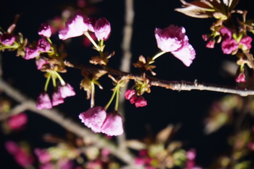 夜桜