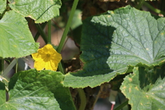 胡瓜の花