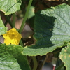 胡瓜の花