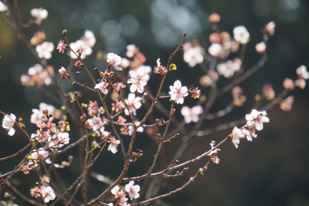 冬桜３