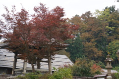 寺町の紅葉３
