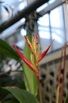 これも花だったの