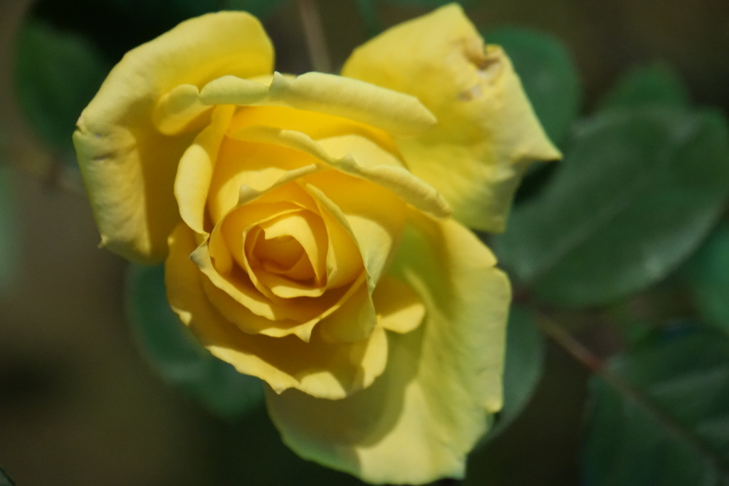 薔薇も咲いてた