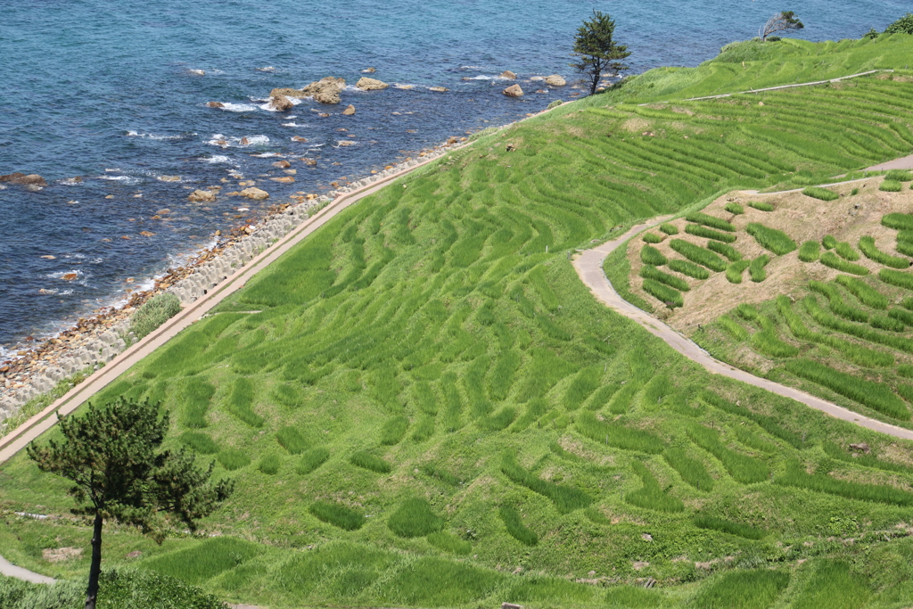 青々してた千枚田