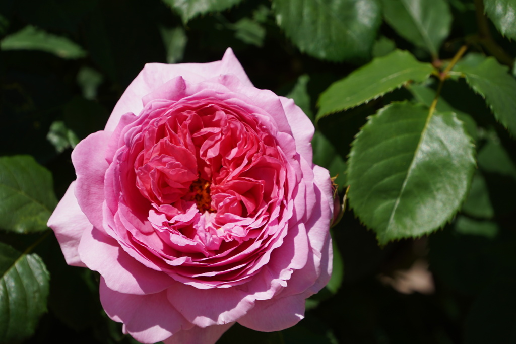 薔薇５種