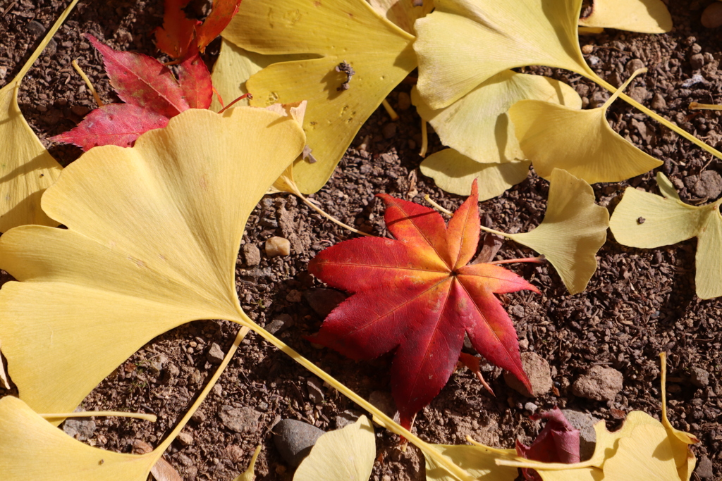落ち葉も綺麗