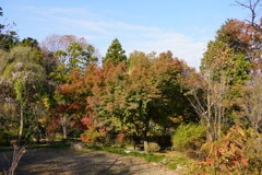 少林山の紅葉