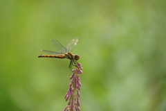 高原は秋の気配