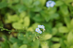 わすれな草