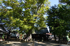 白鳥神社ご神木と社
