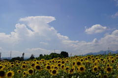 向日葵畑に竜の雲