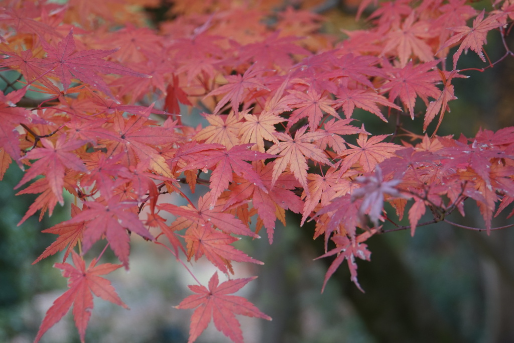 四季楽しませて頂きました