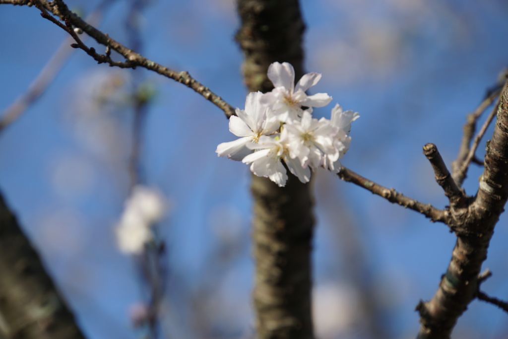 １０月桜２
