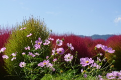 コキアをバックに秋桜