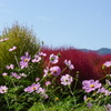 コキアをバックに秋桜