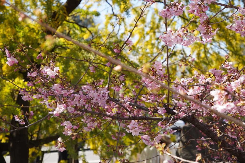 河津桜にミモザ